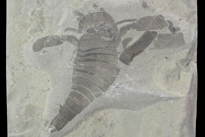 Eurypterus (Sea Scorpion) Fossil - New York #86882